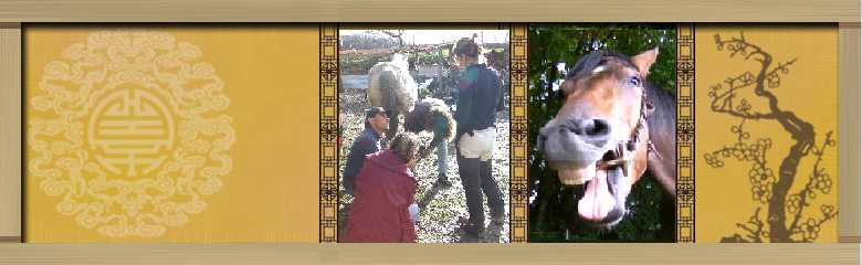 Le Forum du Cheval Sur-naturel !
