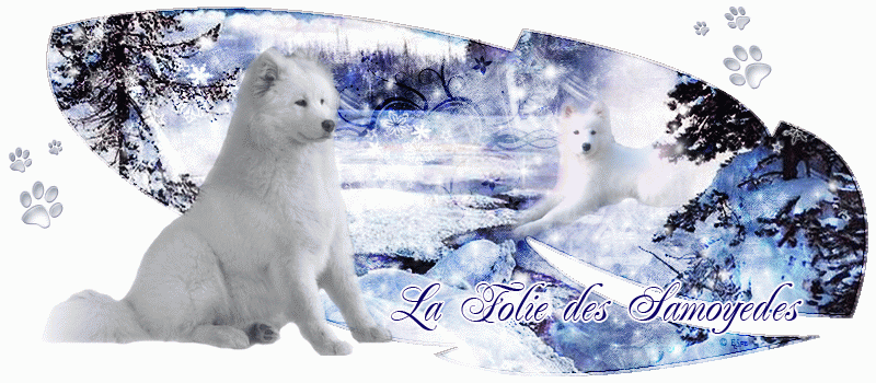 La folie des samoyedes