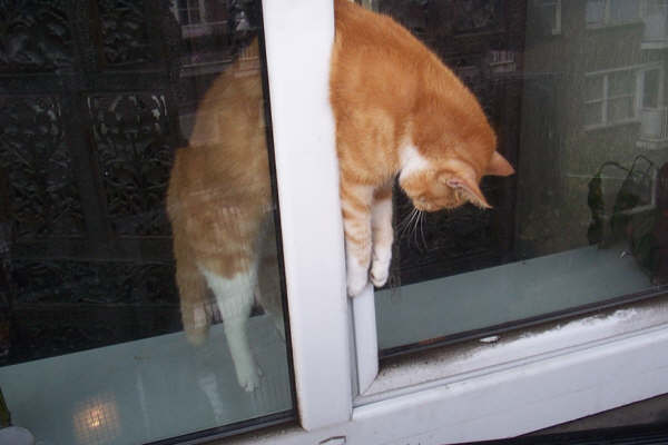chat coincé dans fenêtre
