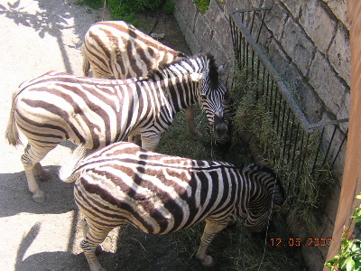 Safari dans - époque contemporaine zebres10