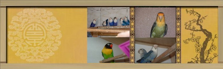 le site des inseparables