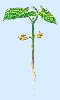 Angiosperme Angiosperme