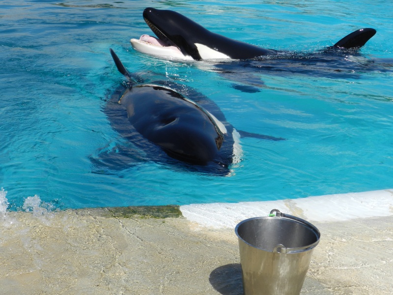 rencontre dauphin marineland avis
