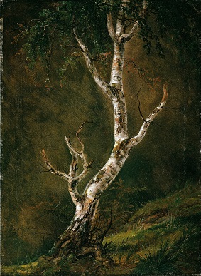 betula10.jpg