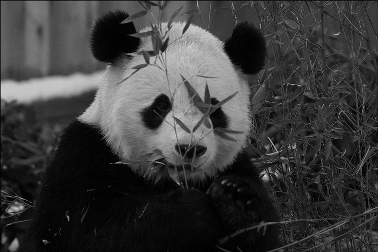 panda-10.jpg
