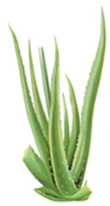 aloes210.png