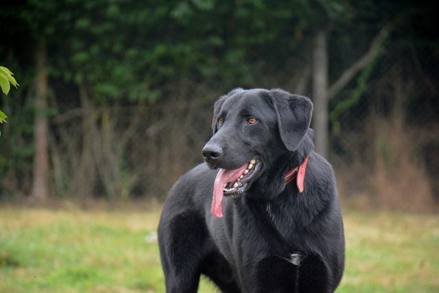 Nos Chiens Refuge De Beauregard