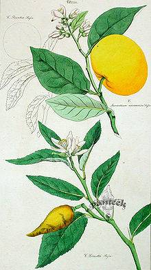 citrus14.jpg