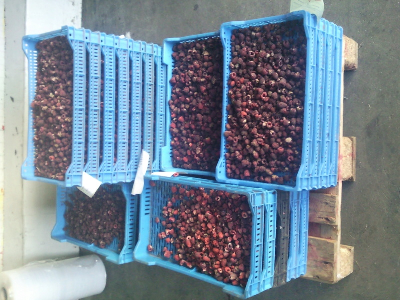 snc00321.jpg