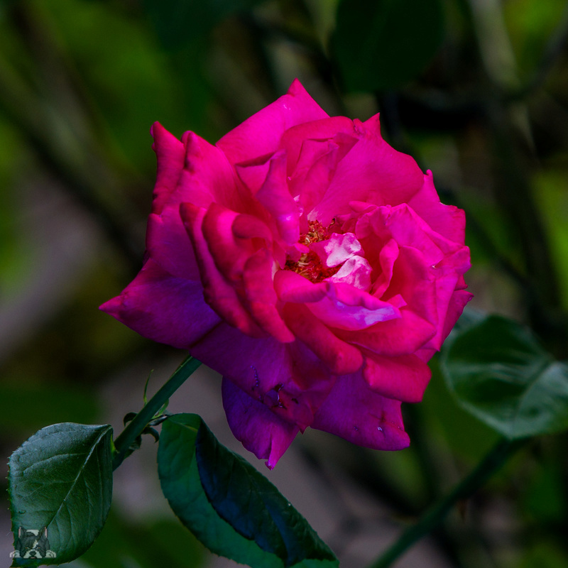 rose_210.jpg