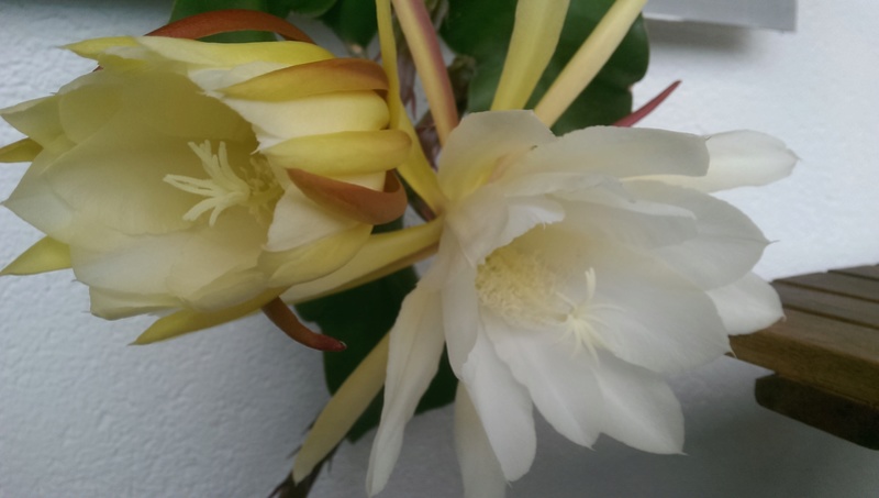 imag0956.jpg