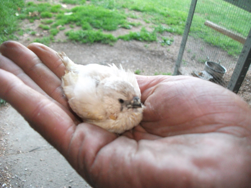 Tailfeathers Bird Community