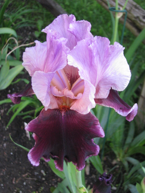 iris_p15.jpg